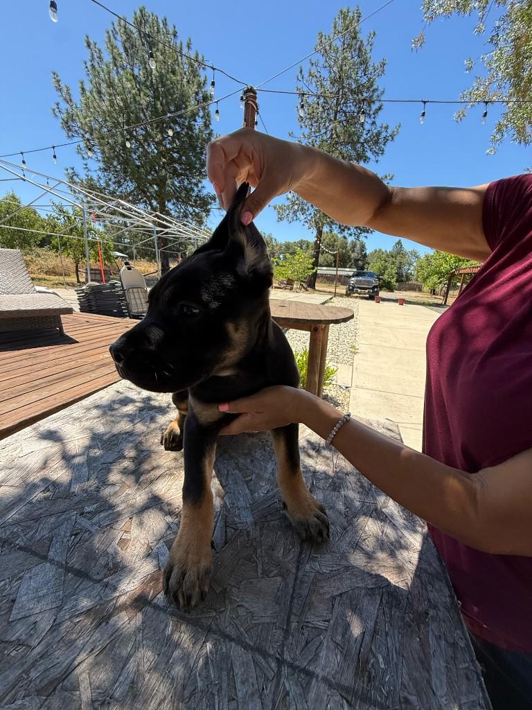 Denali x Canelo black and tan prospect at 10 weeks old