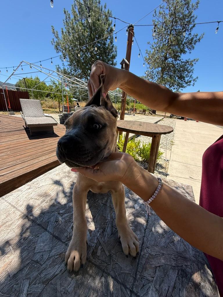 Daughter of Denali x Canelo female prospect at 10 weeks old