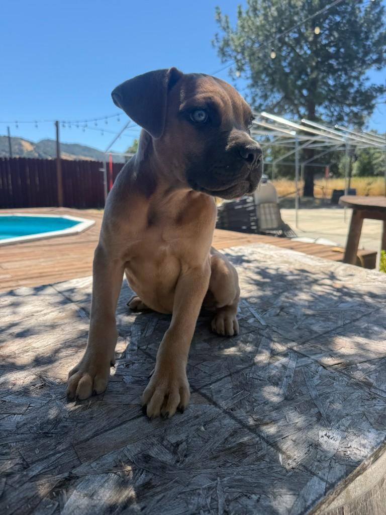 Denali x Canelo female puppy at 10 weeks old, sold