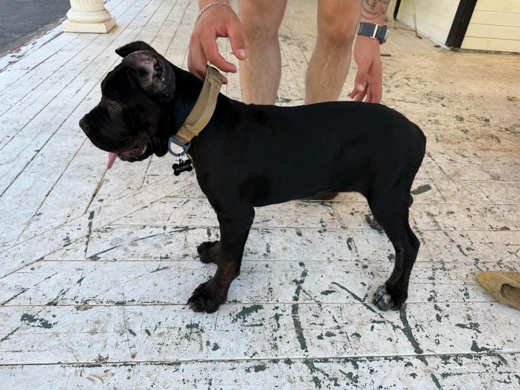 Raven at 13.5 weeks in a SICORSO family photo