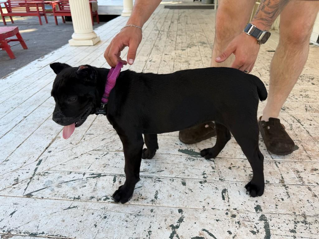 Ruby at 11 weeks in a SICORSO family photo