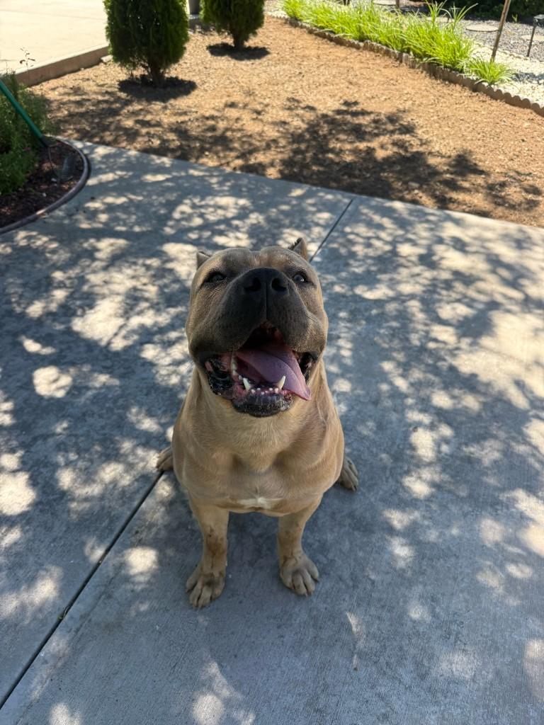 Canelo, the Formentino white/tan fatherline dog, outdoors